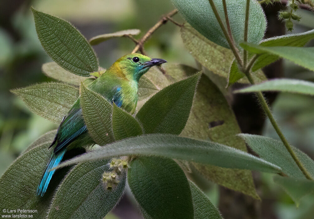 Blue-winged Leafbird