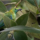 Verdin à ailes bleues