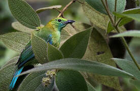 Verdin à ailes bleues