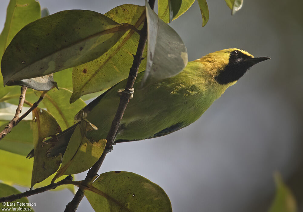 Verdin à ailes bleues