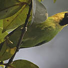 Verdin à ailes bleues