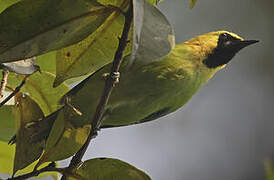 Blue-winged Leafbird