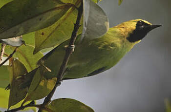 Verdin à ailes bleues