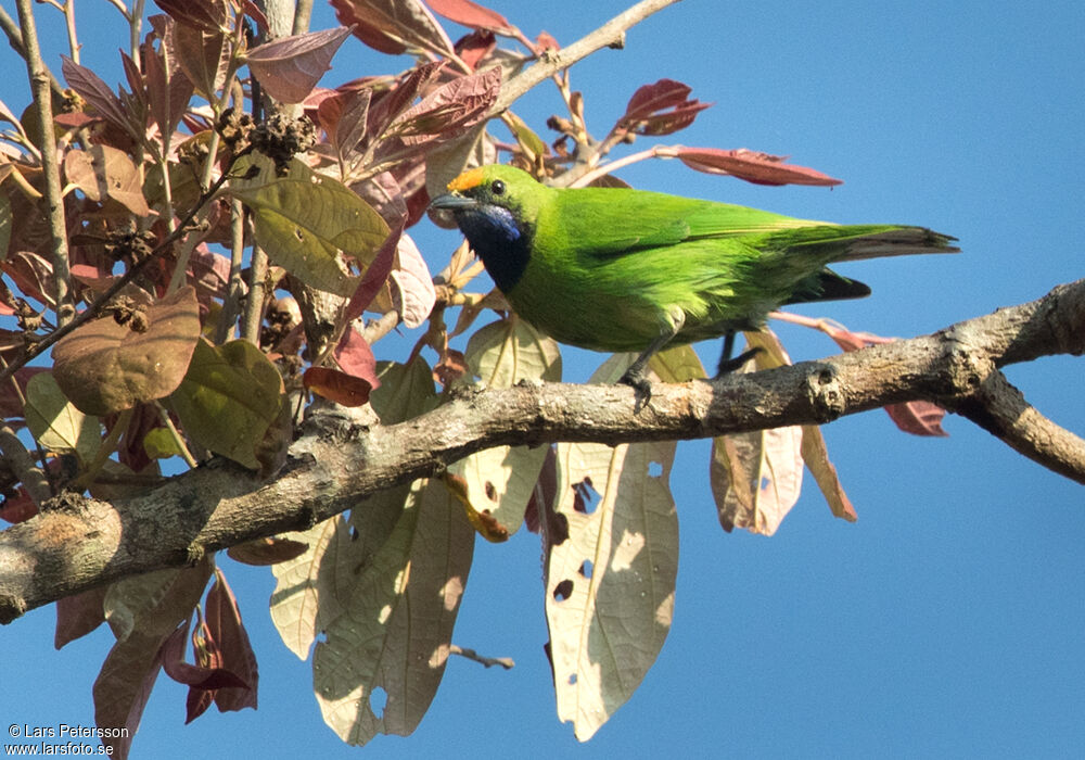 Verdin à front d'or