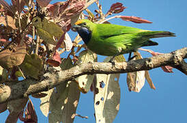 Golden-fronted Leafbird