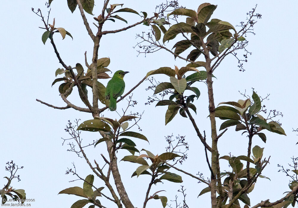 Greater Green Leafbird