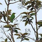Verdin de Sonnerat