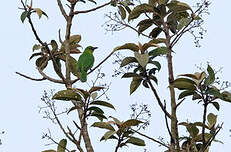 Verdin de Sonnerat