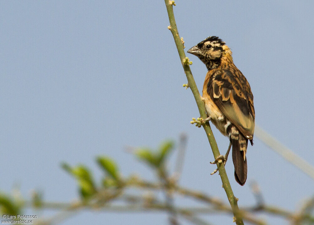 Sahel Paradise Whydah