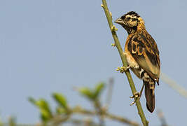 Sahel Paradise Whydah