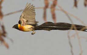 Sahel Paradise Whydah