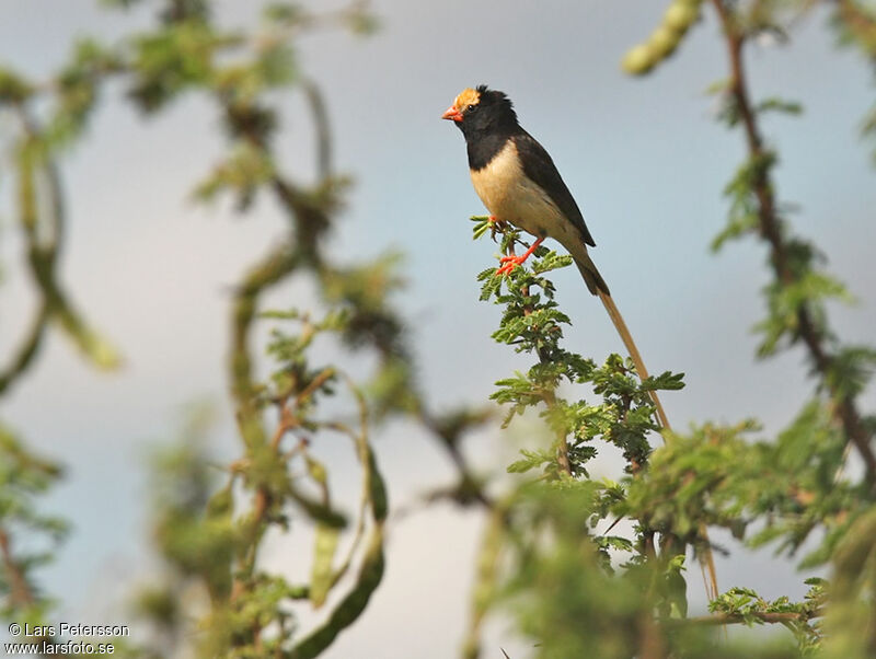 Straw-tailed Whydah