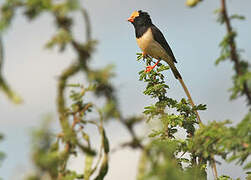 Straw-tailed Whydah