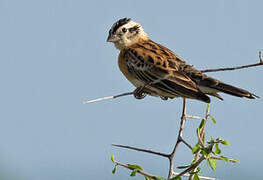 Long-tailed Paradise Whydah