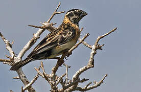 Long-tailed Paradise Whydah