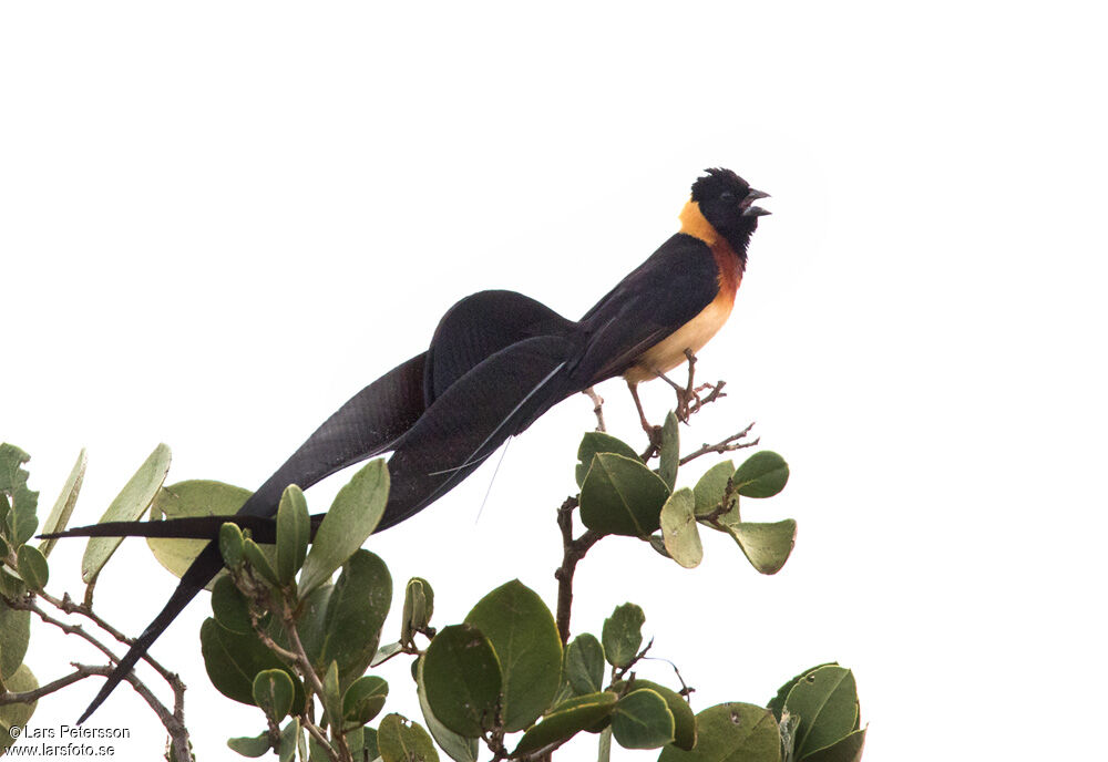 Long-tailed Paradise Whydah