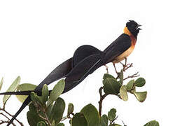 Long-tailed Paradise Whydah