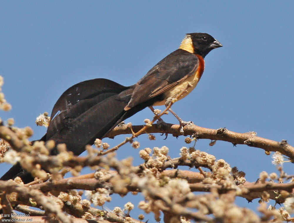 Long-tailed Paradise Whydah male adult breeding, aspect