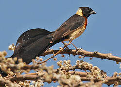 Long-tailed Paradise Whydah