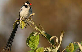 Pin-tailed Whydah