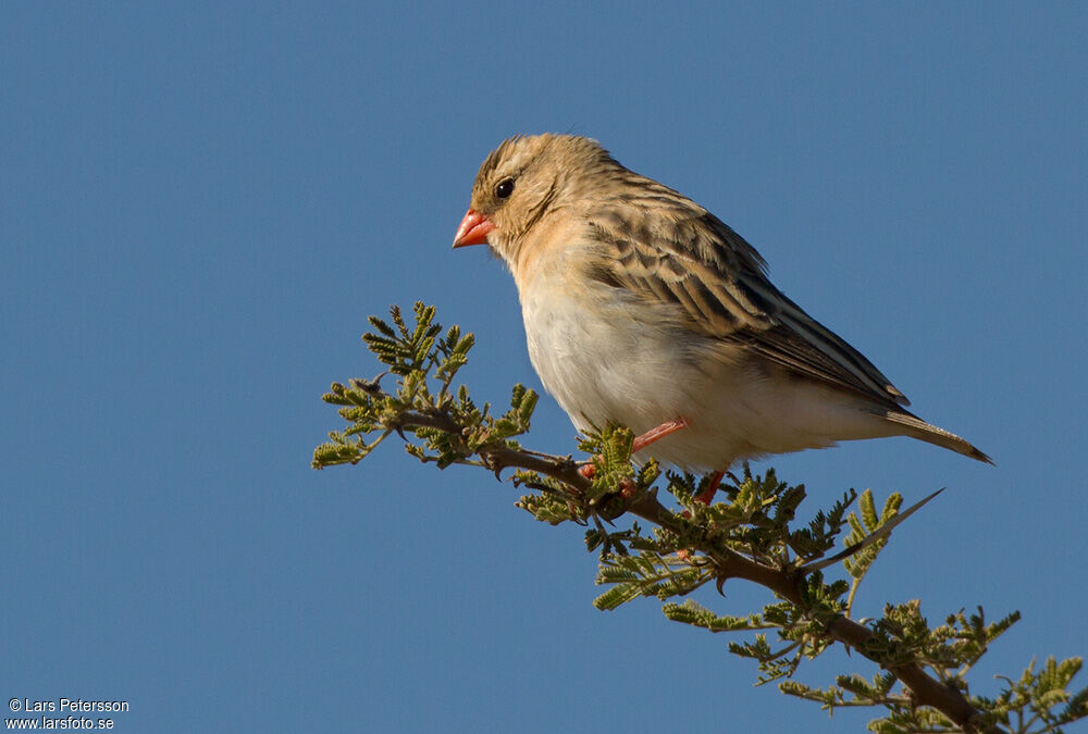 Shaft-tailed Whydah