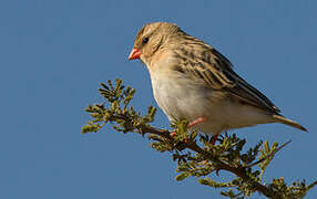 Shaft-tailed Whydah