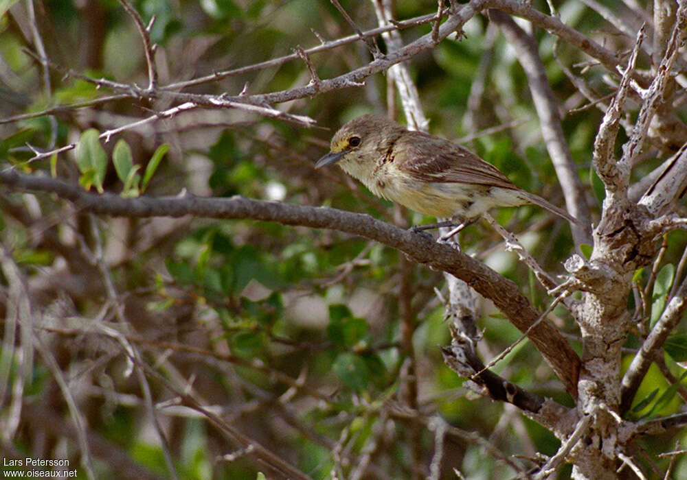 Viréo à bec fortadulte, identification