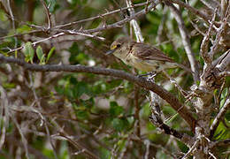 Thick-billed Vireo