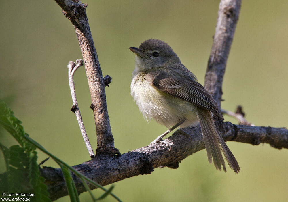 Bell's Vireo