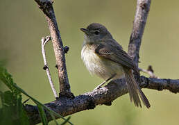 Bell's Vireo