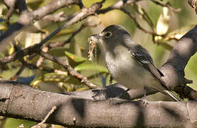 Plumbeous Vireo