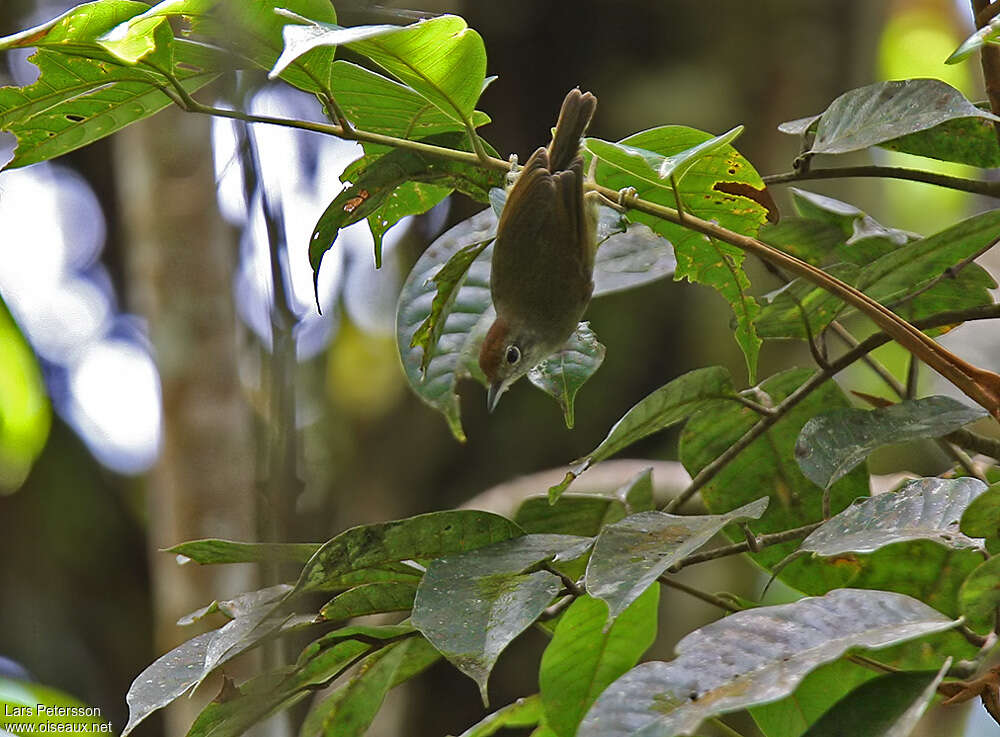 Rufous-naped Greenletadult, habitat, Behaviour