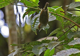 Rufous-naped Greenlet