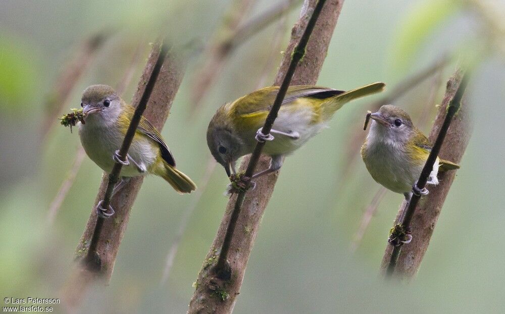 Lesser Greenlet