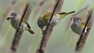 Lesser Greenlet