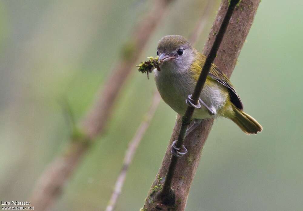 Lesser Greenletadult, Reproduction-nesting