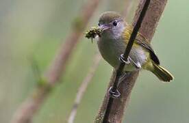 Lesser Greenlet