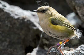 New Zealand Rockwren