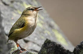 New Zealand Rockwren