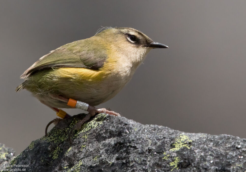 New Zealand Rockwren