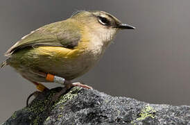 New Zealand Rockwren