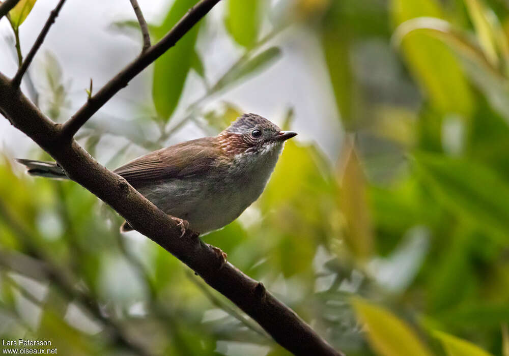 Indochinese Yuhinaadult, habitat