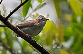 Yuhina à bandeau