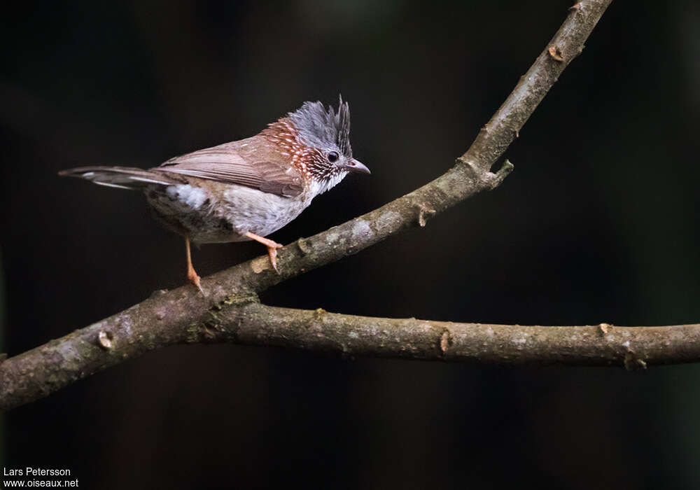 Yuhina à bandeauadulte, identification