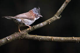 Yuhina à bandeau