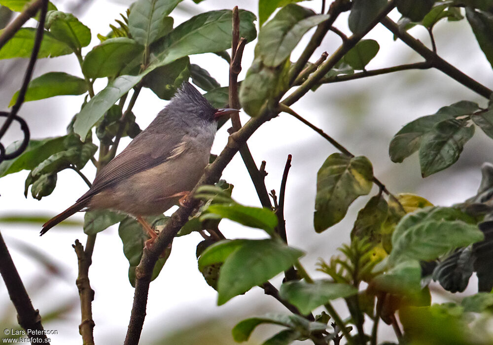 Yuhina à menton noir