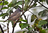 Yuhina à menton noir