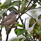 Yuhina à menton noir