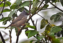 Yuhina à menton noir