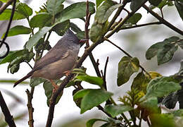 Black-chinned Yuhina